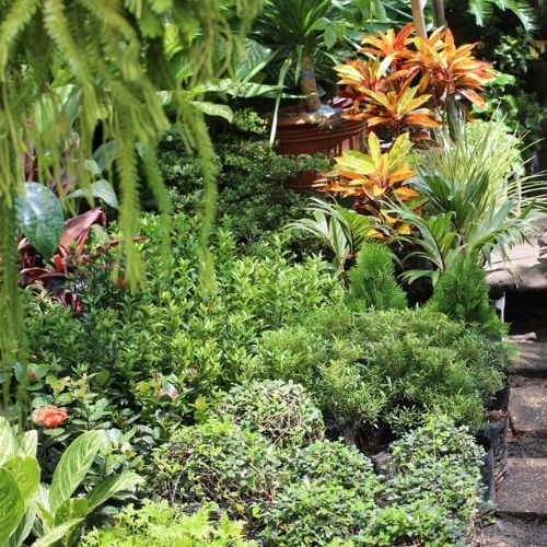 Ein botanischer Garten mit vielen verschiedenen Pflanzenarten
