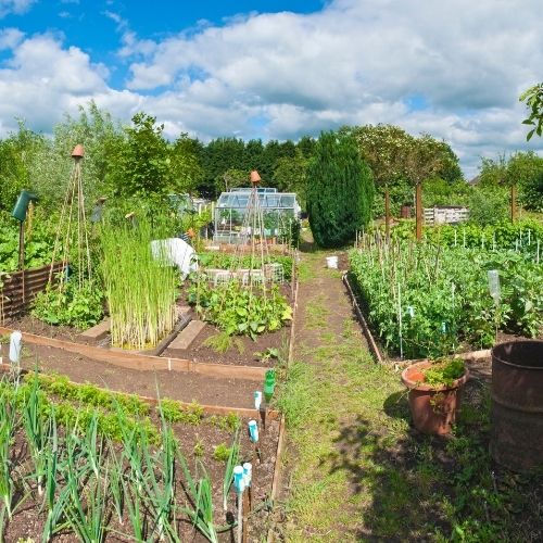 Ein klassischer Kleingarten mit Gemüsepflanzen und einem Gewächshaus