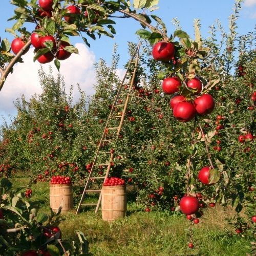 Ein Obstgarten mit Apfelbäumen an den reife rote Äpfel hängen.