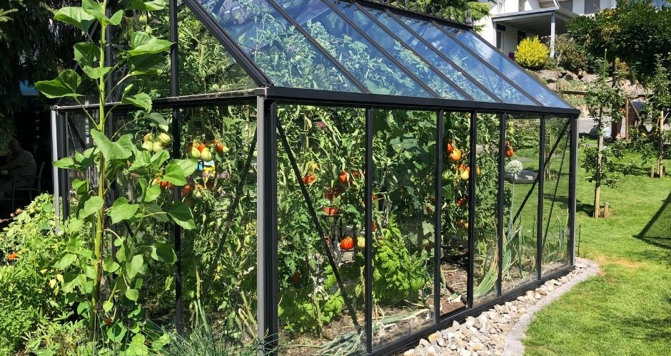 Ein Glas Gewächshaus mit schwarz lackiertem Rahmen in einem Garten