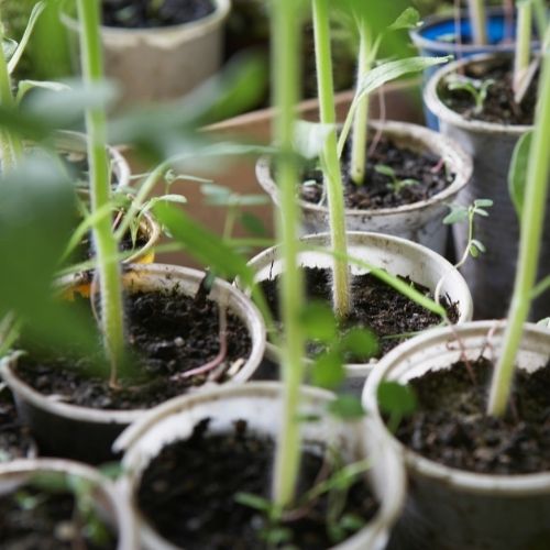 Junge Tomatenpflanzen in Pflanztöpfen